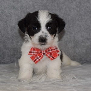 jack russell mixed puppies for Sale in NJ