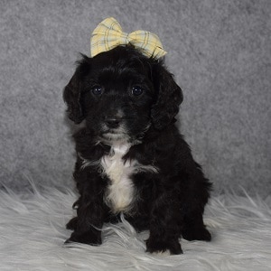 Cavapoo puppies for Sale in PA