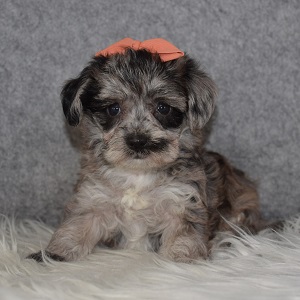 Yorkichon puppy adoptions in VA
