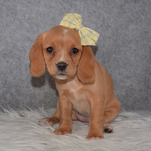 beagle mix puppies for sale in NJ