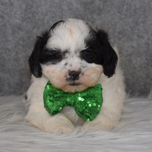 Shihpoo puppies for sale in FL