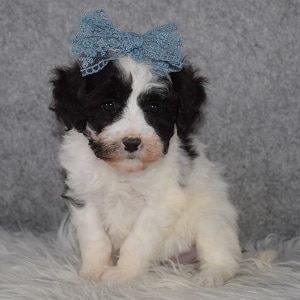 Bichonpoo puppies for sale in NJ