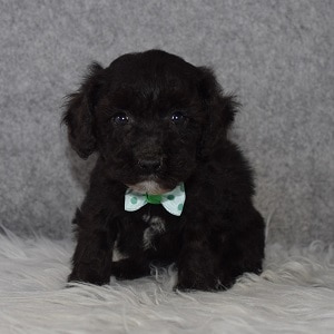Bichonpoo puppies for sale in MD