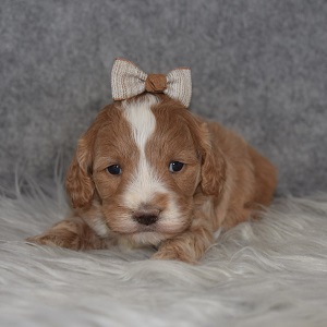 Cockapoo puppies for sale in WV