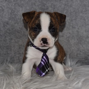 BoJAck puppies for sale in PA