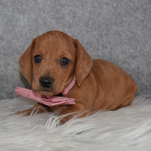 dachshund puppies for sale in WV