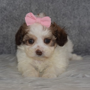 Shichon puppies for sale in MD