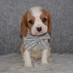 Cavalier puppies for Sale in NJ