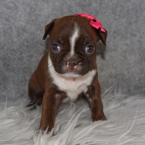 boston mixed puppies for sale in NY