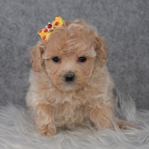 bichonpoo puppies for sale in NY
