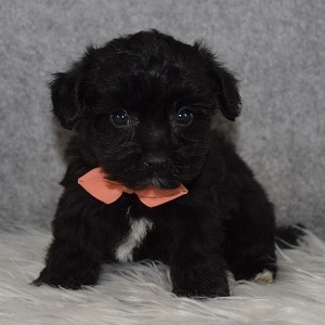 yorkichon puppies for sale in CT