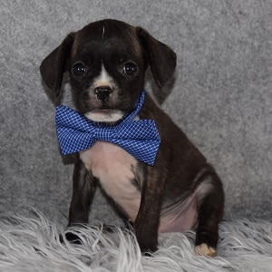 boston mixed puppies for sale in PA