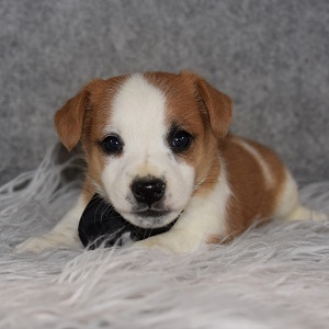 jack russell puppies for sale in PA