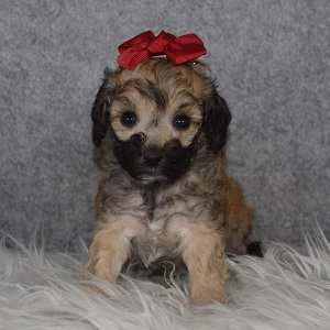 Havapoo puppies for sale in NY