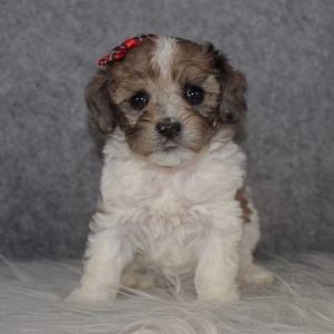 Havapoo puppies for sale in PA