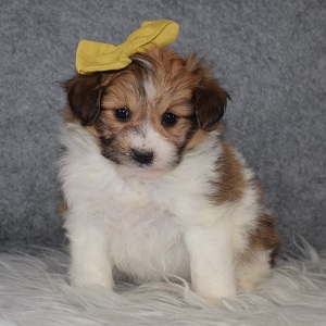 Pomeranian mix puppies for sale in PA