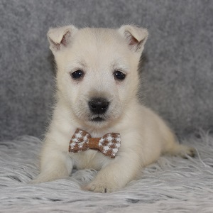 Westie Puppies for sale in MD