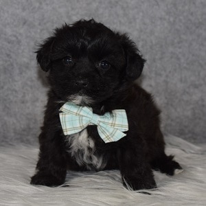 yorkichon puppies for sale in MD