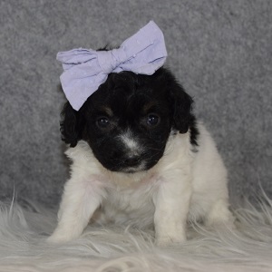 Havapoo puppies for sale in MD