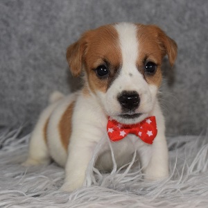 jack russell puppies for sale in NJ