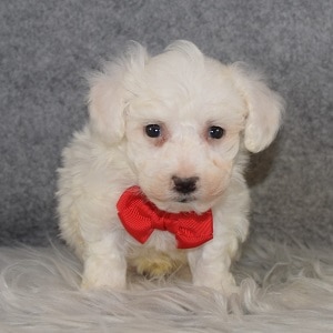 Bichon puppies for sale in NY