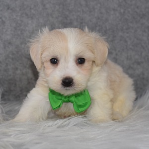 Maltest Puppies for Sale in NJ