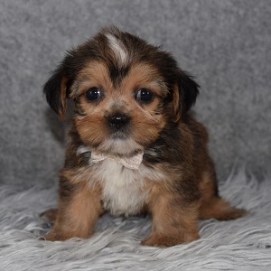 shorkie puppies for sale in MD