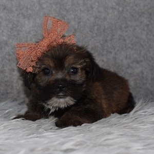 Shorkie puppy adoptions in NY