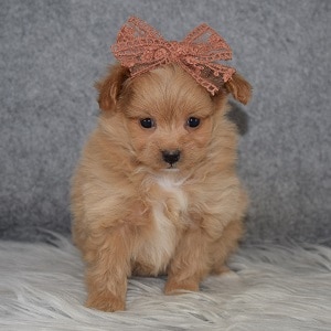 pomapoo puppies for sale in NY