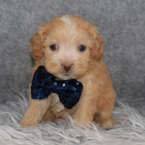 Bichonpoo puppies for sale in RI