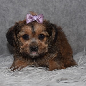 Shorkie puppies for sale in SC