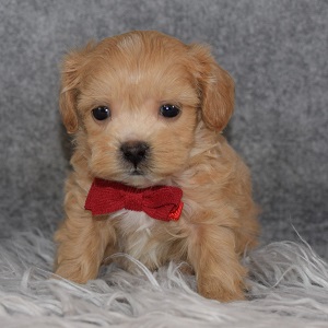 Bichonpoo puppies for sale in RI