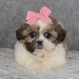Shih Tzu puppies for sale in NY