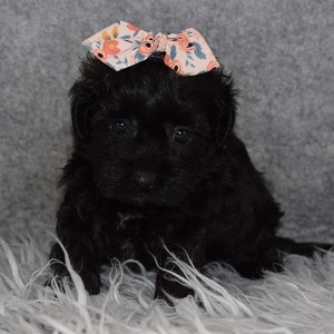 Bichonpoo puppies for sale in MA