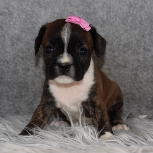 Caviston Puppies for Sale in PA