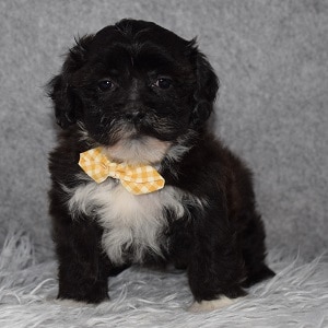 Shihpoo puppies for sale in NJ