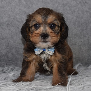 Shorkie puppies for sale in MA