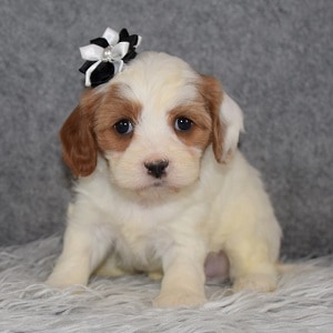 cavalier mixed puppies for sale in MD