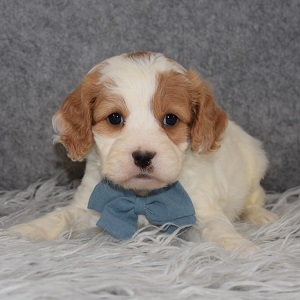 cavalier mixed puppies for sale in VA
