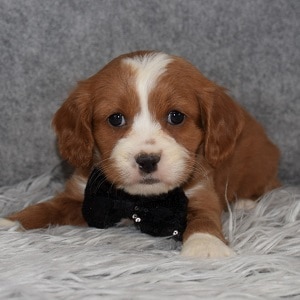 cavalier mixed puppies for sale in RI