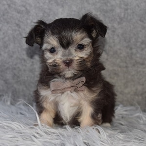 Shorkie puppies for sale in NJ