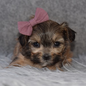 Shorkie puppies for sale in RI