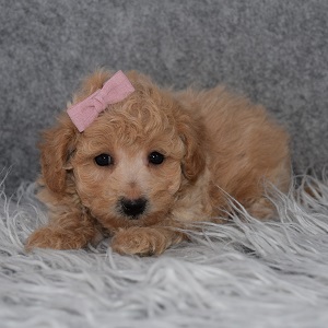 Bichonpoo puppies for sale in ME