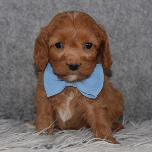 Cavapoo puppies for sale in NY
