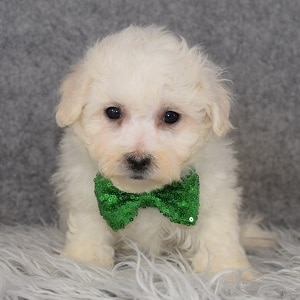 Bichon puppies for sale in MA