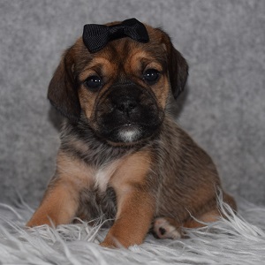 puggle puppies for sale in MD