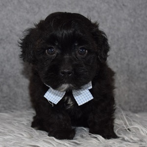 Shihpoo puppies for sale in CT