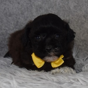 Shihpoo puppies for sale in PA