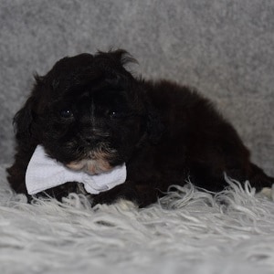 Shihpoo puppies for sale in RI