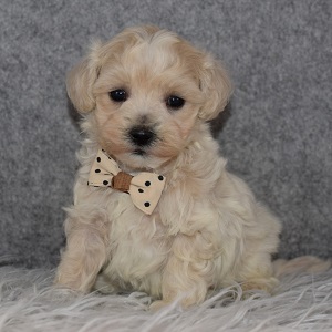 Maltipoo puppies for sale in MD